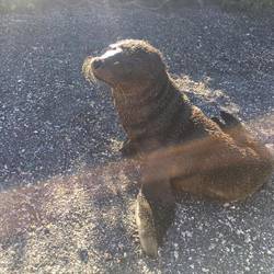 Cute baby sea lion