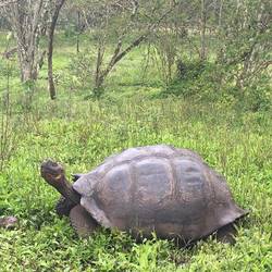 Giant turtles