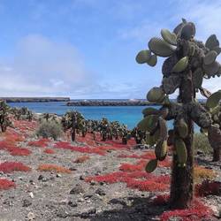 South plaza and the cool vegetation