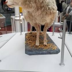Dolly, the first clone