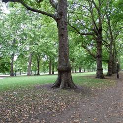 Enormous trees in Buckingham Palace Gardens