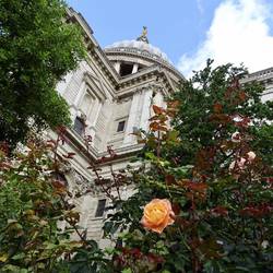 Looking up to St Paul's Cathedral