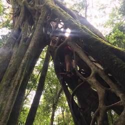 Amazing tree to climb