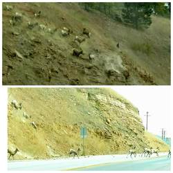 Big horn sheep stampede