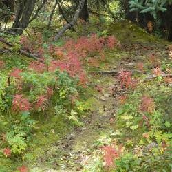 Fireweed