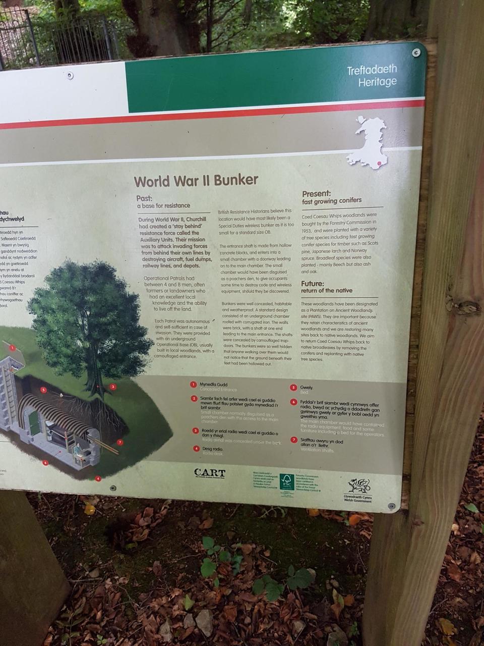 WWII bunker in woods on Craig y Llan