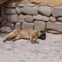 Ein (vermutlich) schlafender Straßenköter