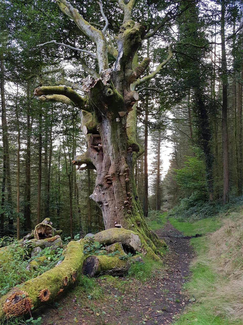 Tree in Coed y Fedw forest above Machen