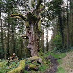 Tree in Coed y Fedw forest above Machen