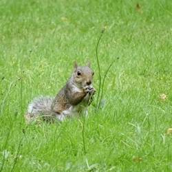 Chipmunk eating dandelions