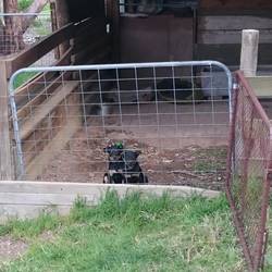 Eddie und Archie, 11 Wochen alt. Haben bereits ihr 4. Hundebettchen aufgefressen.