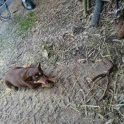 Pearl - immer bereit zum Stöckchen bringen.