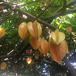 Star fruit growing near our house