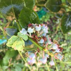 Bluberries
