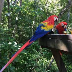 Macaw