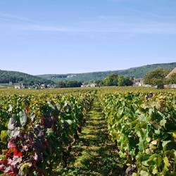 Burgundy Region