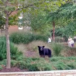 Ein Schwarzbär hat sich in die Stadt verlaufen.