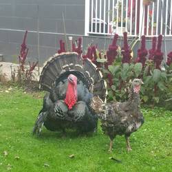 I could hear these turkeys in someone's yard and I'm glad they were fenced in!