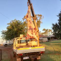 "A Killer' Meat for a week or three!