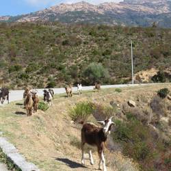 Goats on the road