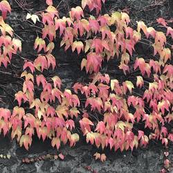 Amazing Autumn colours