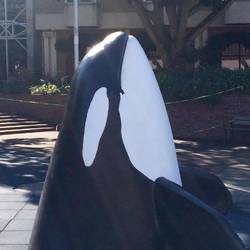 I think the only Orcas we will see will be sculptures although there are large numbers in this area.