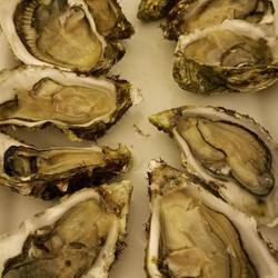 Yummy oysters