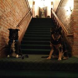 Jabba and Boots at Palace Hotel -- finally they are princess-dogs