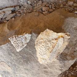 Fossilized coral