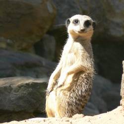Meerkat chilling