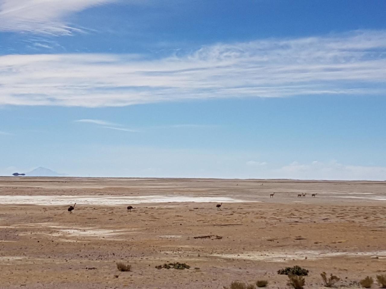 Rheas and Vicuñas