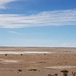 Rheas and Vicuñas