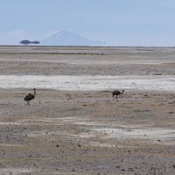 Rheas