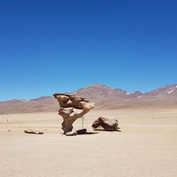 Arbol de Piedra