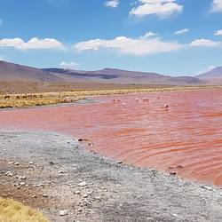 Flamingos and Vicuñas