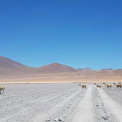 Vicuñas crossing the road
