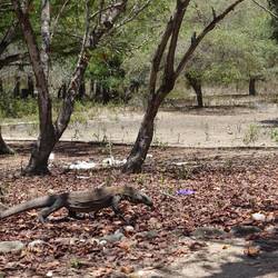 Selten sieht man sie so in action