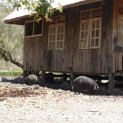 ... sowohl Hirsche als auch Schweine