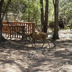 Jagdwild gibt es genug...