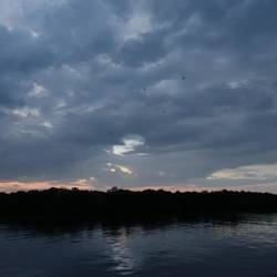 Flughunde auf dem Sprung