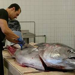What a impressiv sight - a huge tuna is filleted!
