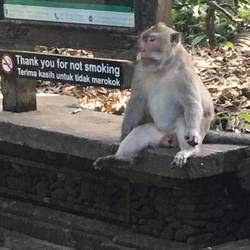 Monkey forest sanctuary