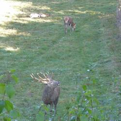 Stag