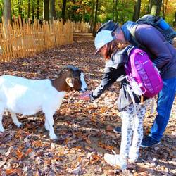 This was the most insistent goat you could ever find