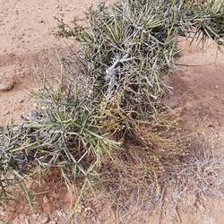The sharp spikes of this plant were used as needles
