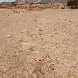 Dinosaur footprints