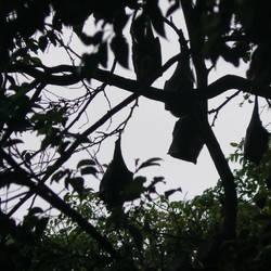 These are fruit bats. They are loaded in certain trees.
