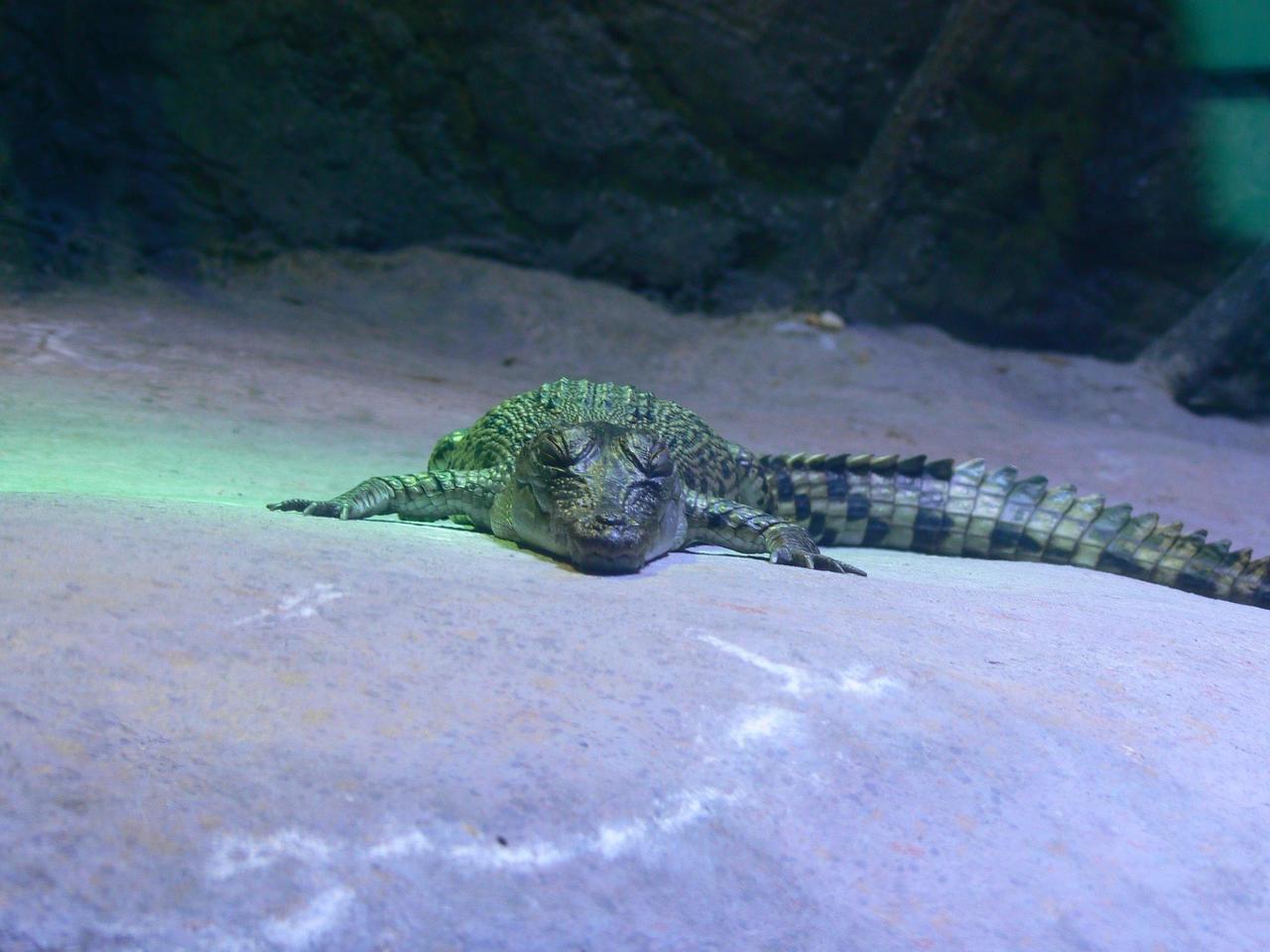 Baby Gator looking cute on the rocks