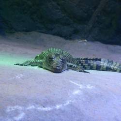 Baby Gator looking cute on the rocks