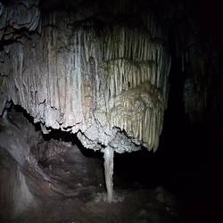 Limestone tree formation